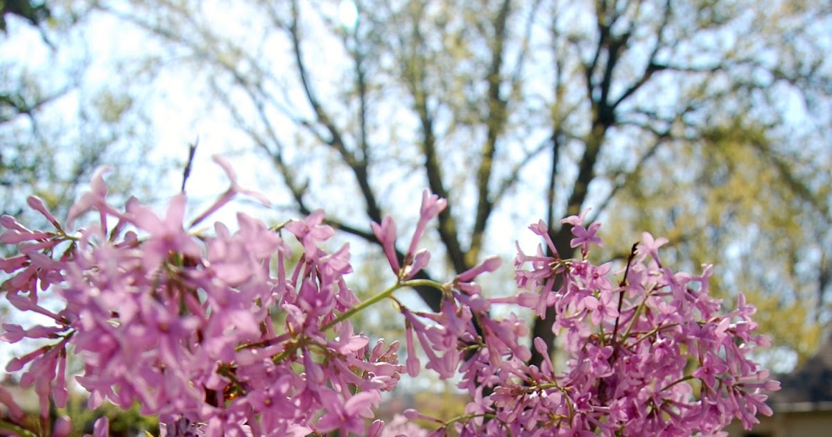 Life as we Live it Pressed Lilacs, a Super Easy Craft