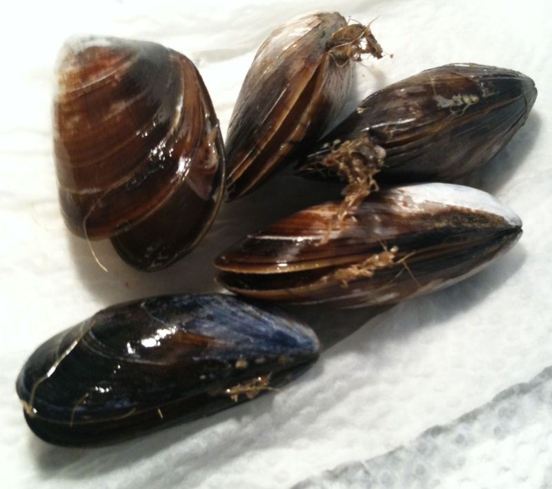 Free From G. Naturally Gluten Free Mussels How To Clean and Prepare