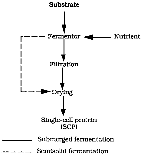 Single cell protein spirulina image