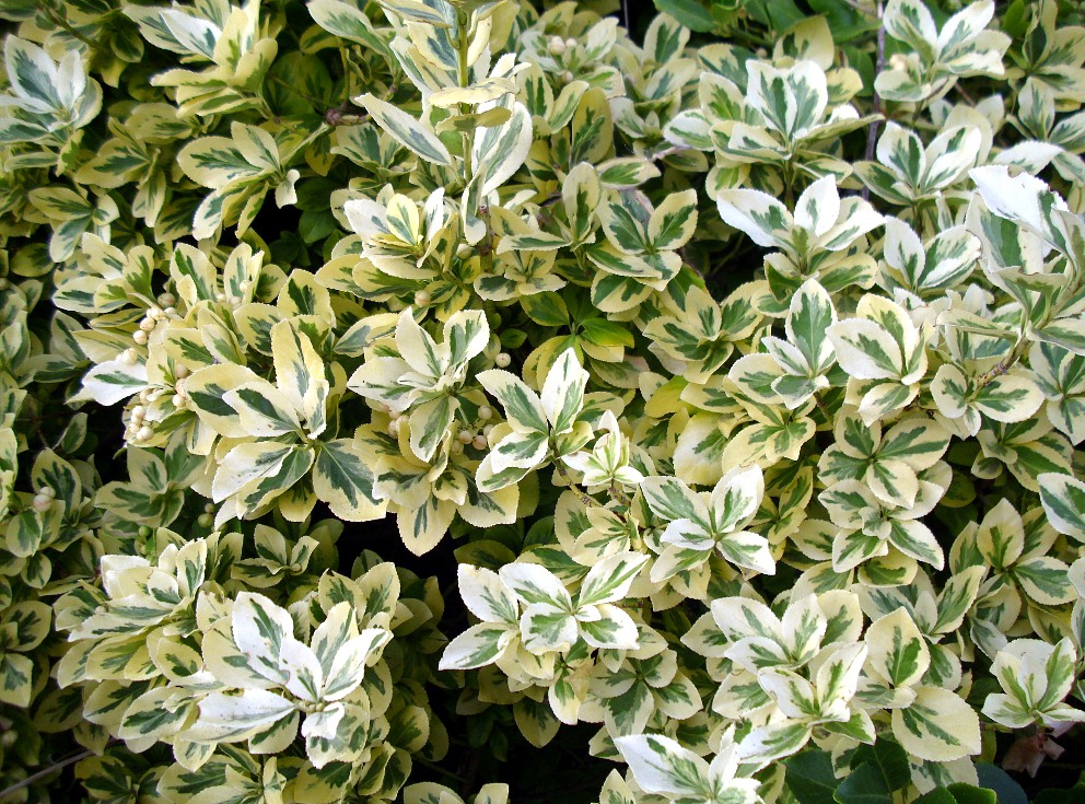 Karin S Garden October 2011