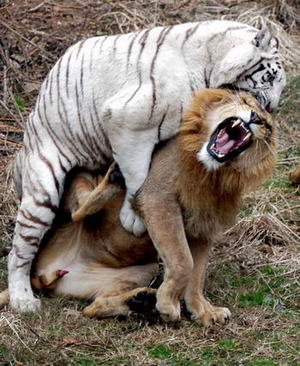 Playoffs de la 51 Serie Nacional Cubana - Página 8 Tiger_vs_Lion