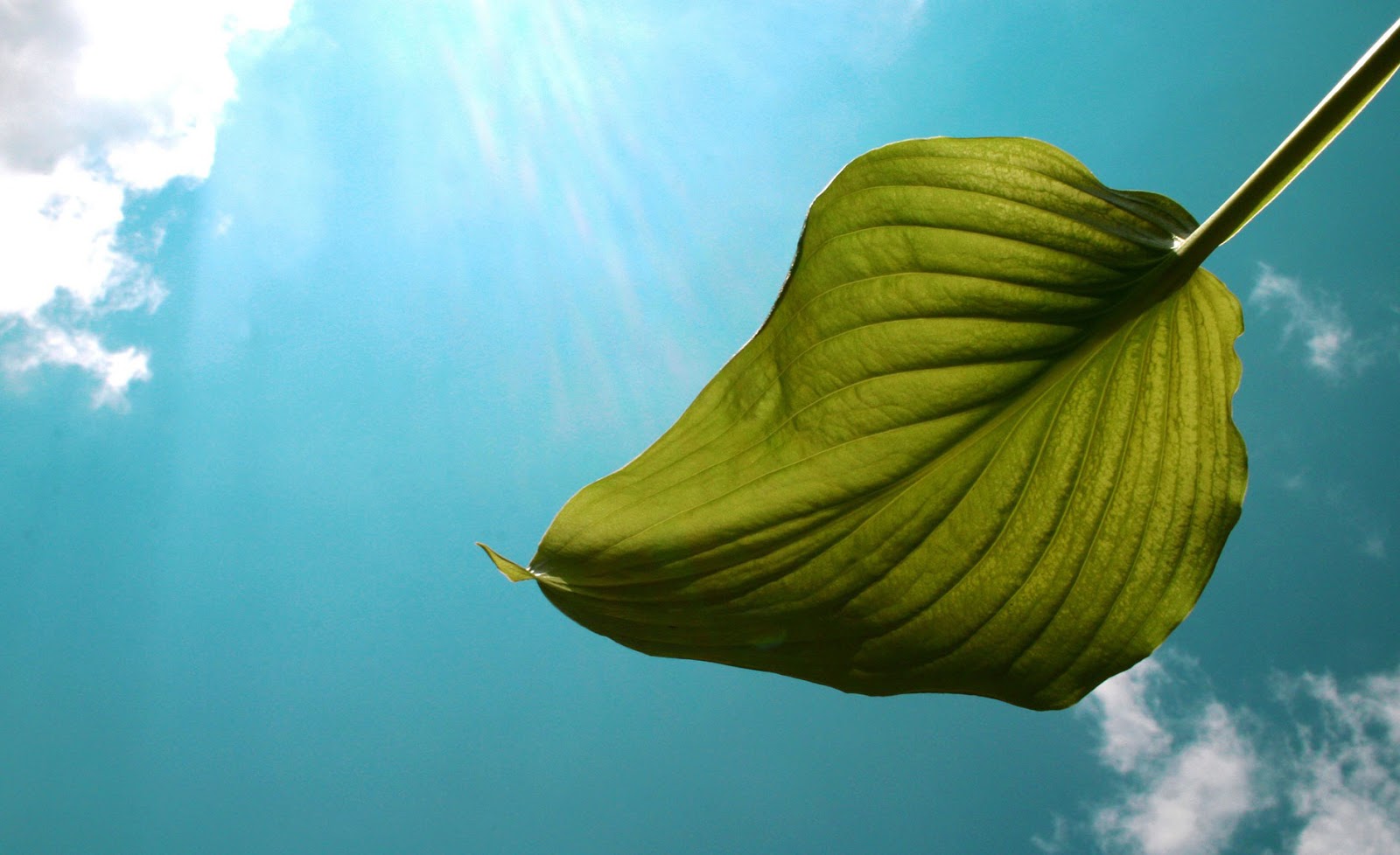 Download HD Wallpapers