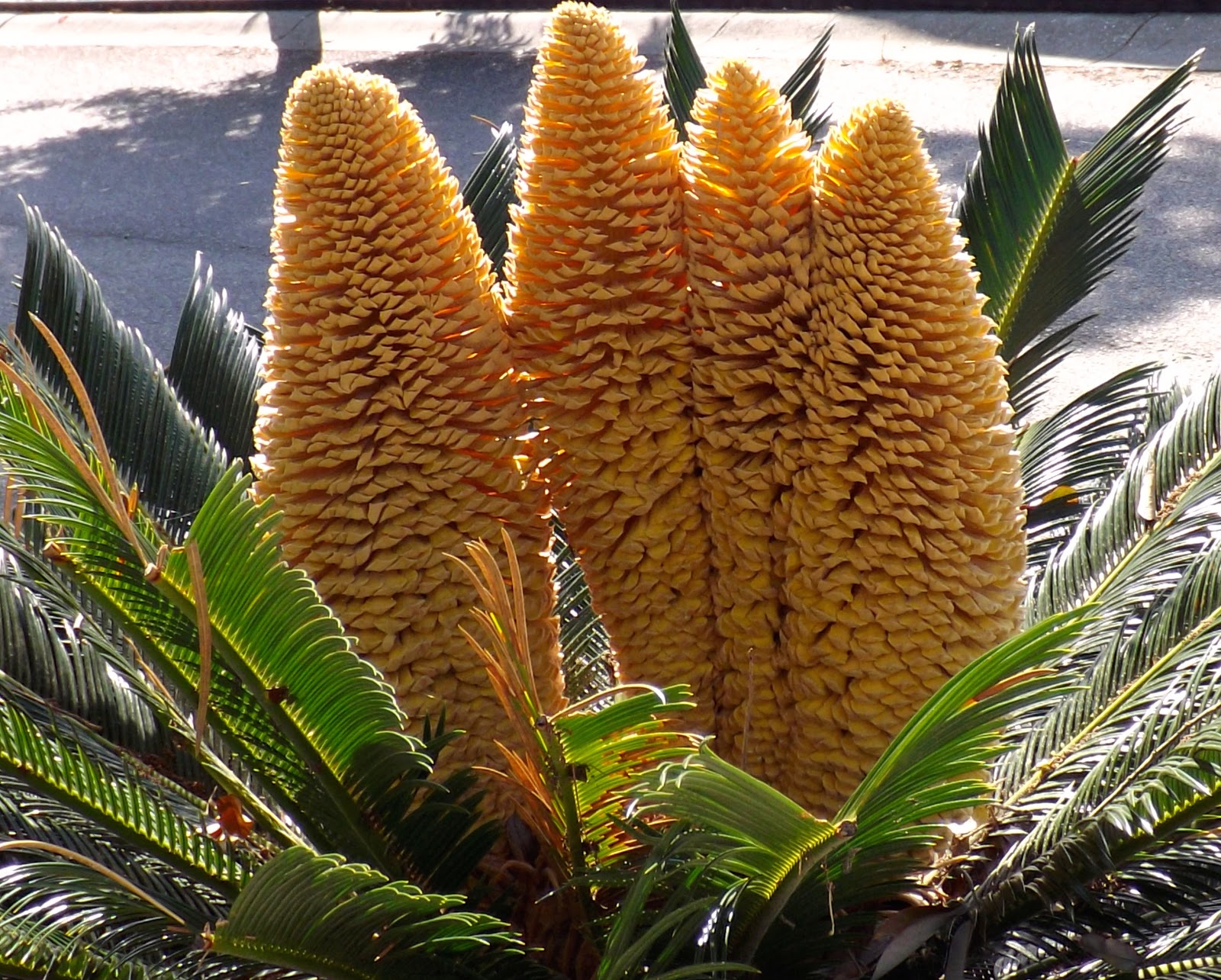 Connections More Sago Palm and More