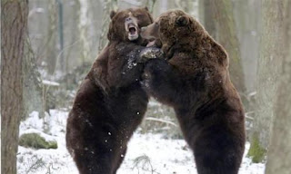 Florida autoriza a caza osos por 7 días
