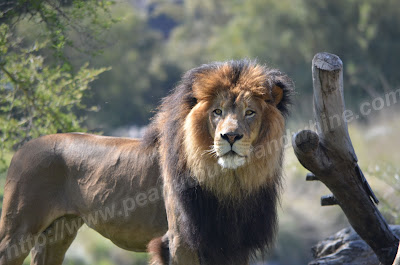 Lion 2