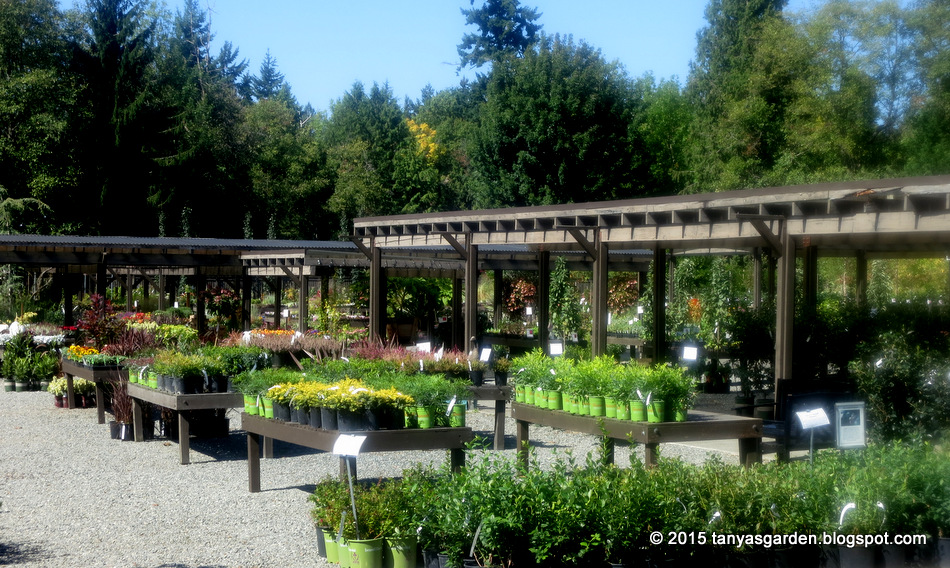 MySecretGarden Wells Medina Nursery Visit. Wordless (almost) Wednesday