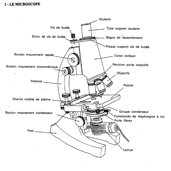 Mme Merriman's Classroom Microscopes