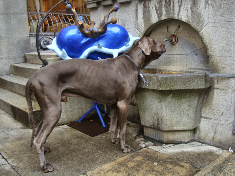 Ein richtiger Thuner säuft&hellip; Illaya der Lenker, Deutsche Dogge, geb