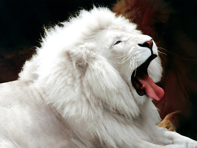 White Lion Roaring Wallpaper