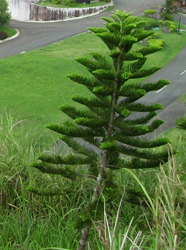 A life of a biologist A misleading name of a Tree in the Philippines