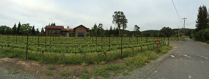 vineyards vineyards