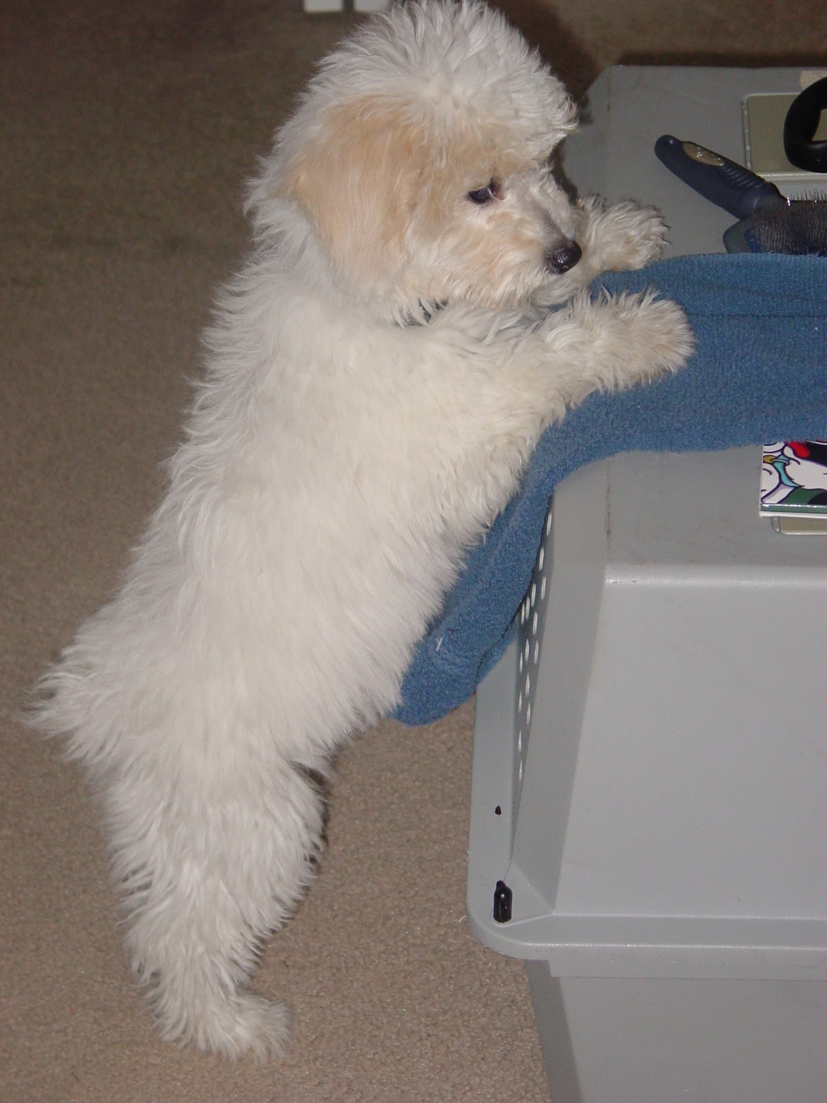 white poodle puppy puppy dogs white poodle puppy white poodle puppy puppy dogs white poodle puppy
