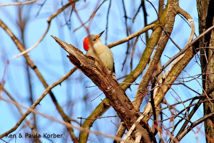 Female Red Bellied Woodpecker