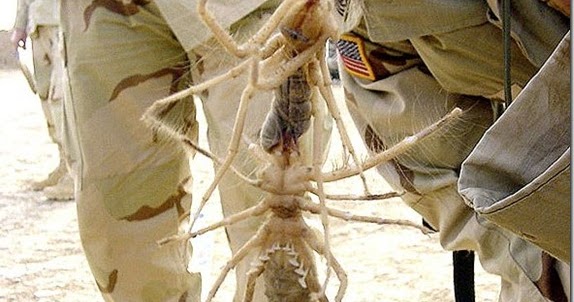 Pussy biggest camel spider all Question interesting, Pussy biggest camel spider
