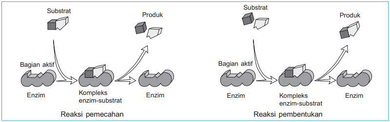 Masarul Com Sifat Sifat Enzim Dan Peran Enzim Dalam Metabolisme