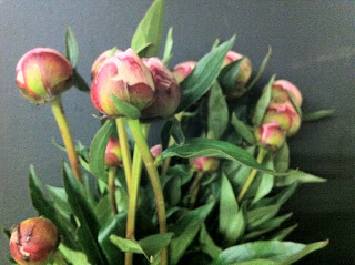 Peonies at Stein Your Florist Co.