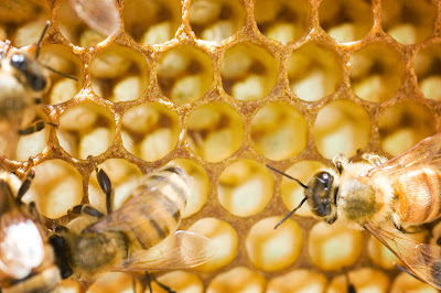 honey bees in hive