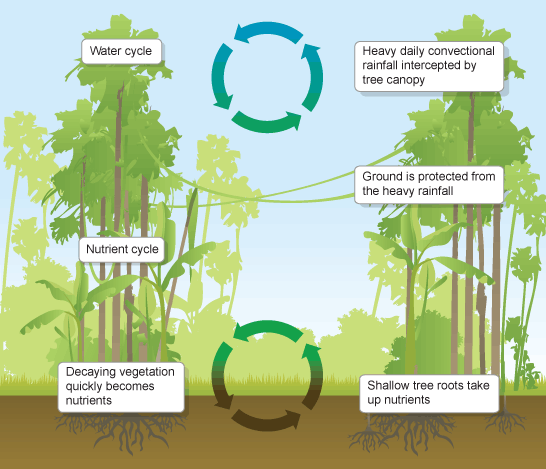 Geography... Extreme Landscapes: TROPICAL RAINFORESTS rainforest ecosystem diagram affected by deforestation 