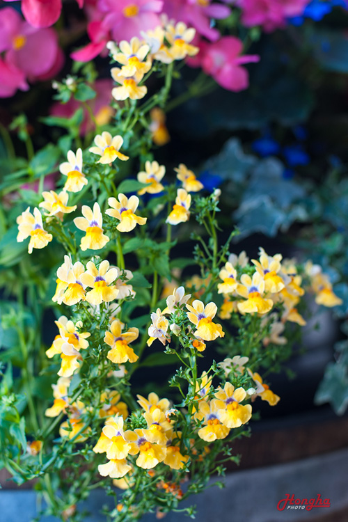 [Image: thanh-pho-day-hoa-cua-dat-nuoc-tuyet-dep-o-canada-5.jpg]