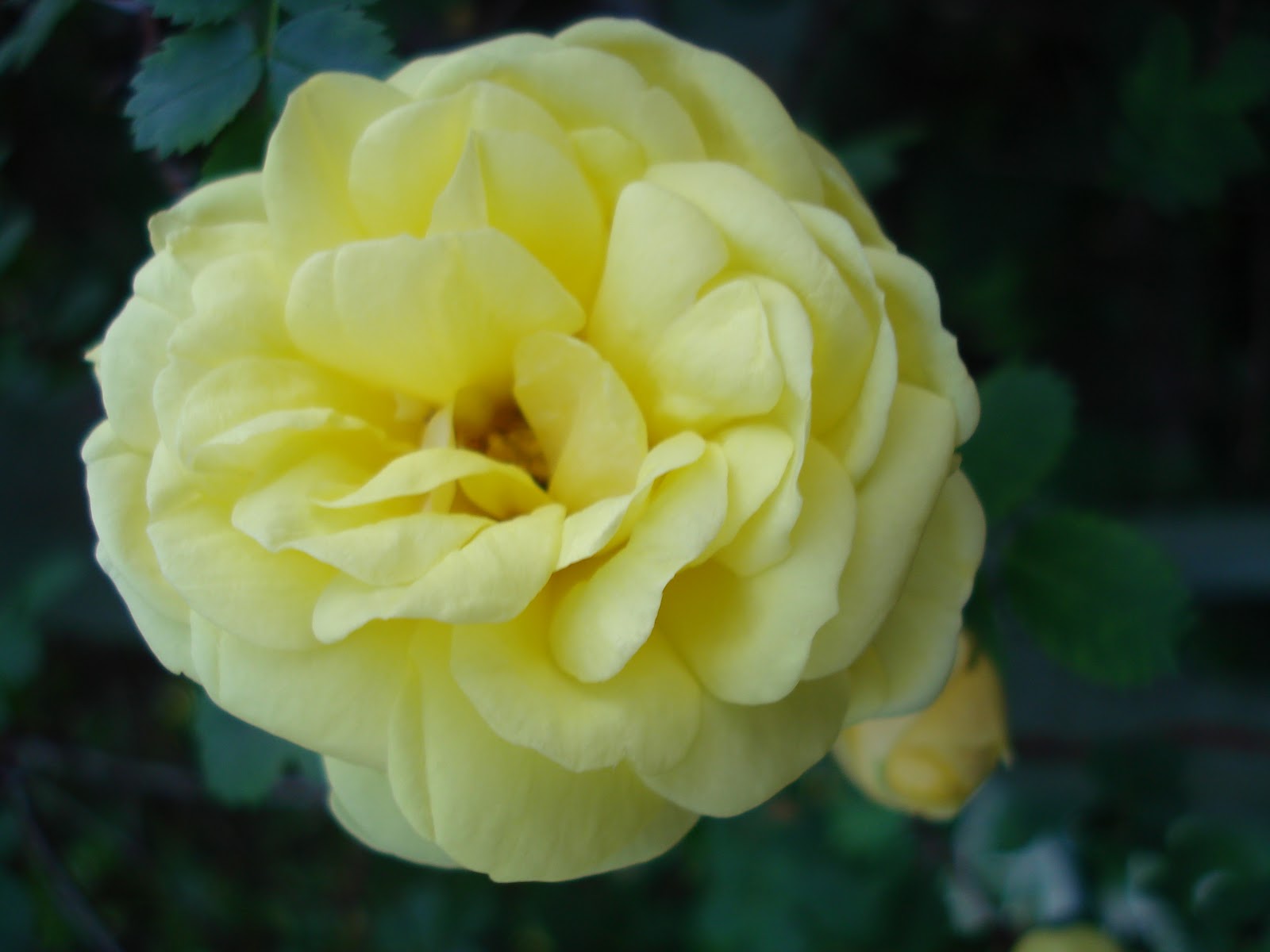 Wyandotte Garden The Beast Harrison's Yellow Rose