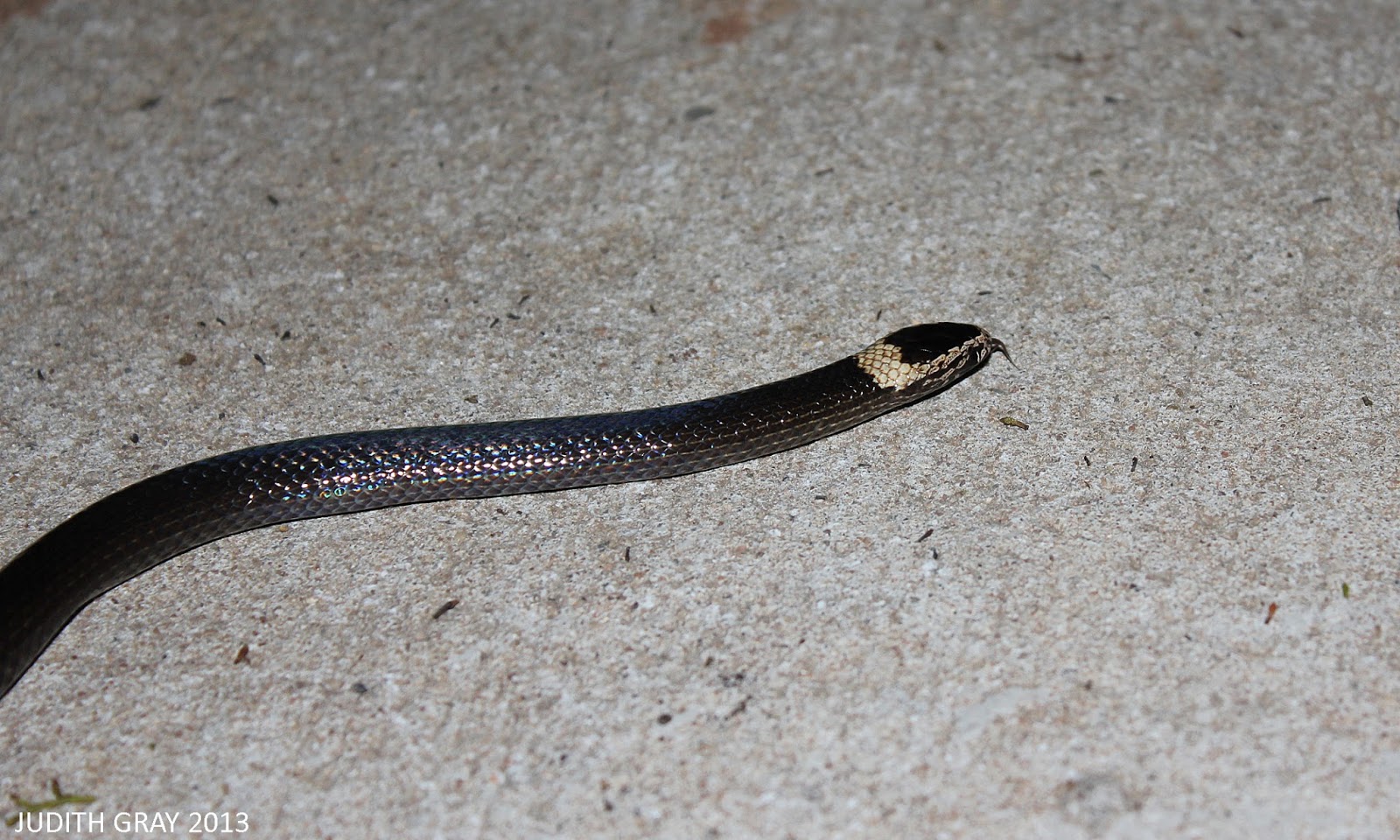 White Crowned Snake at Night 25/03/2013