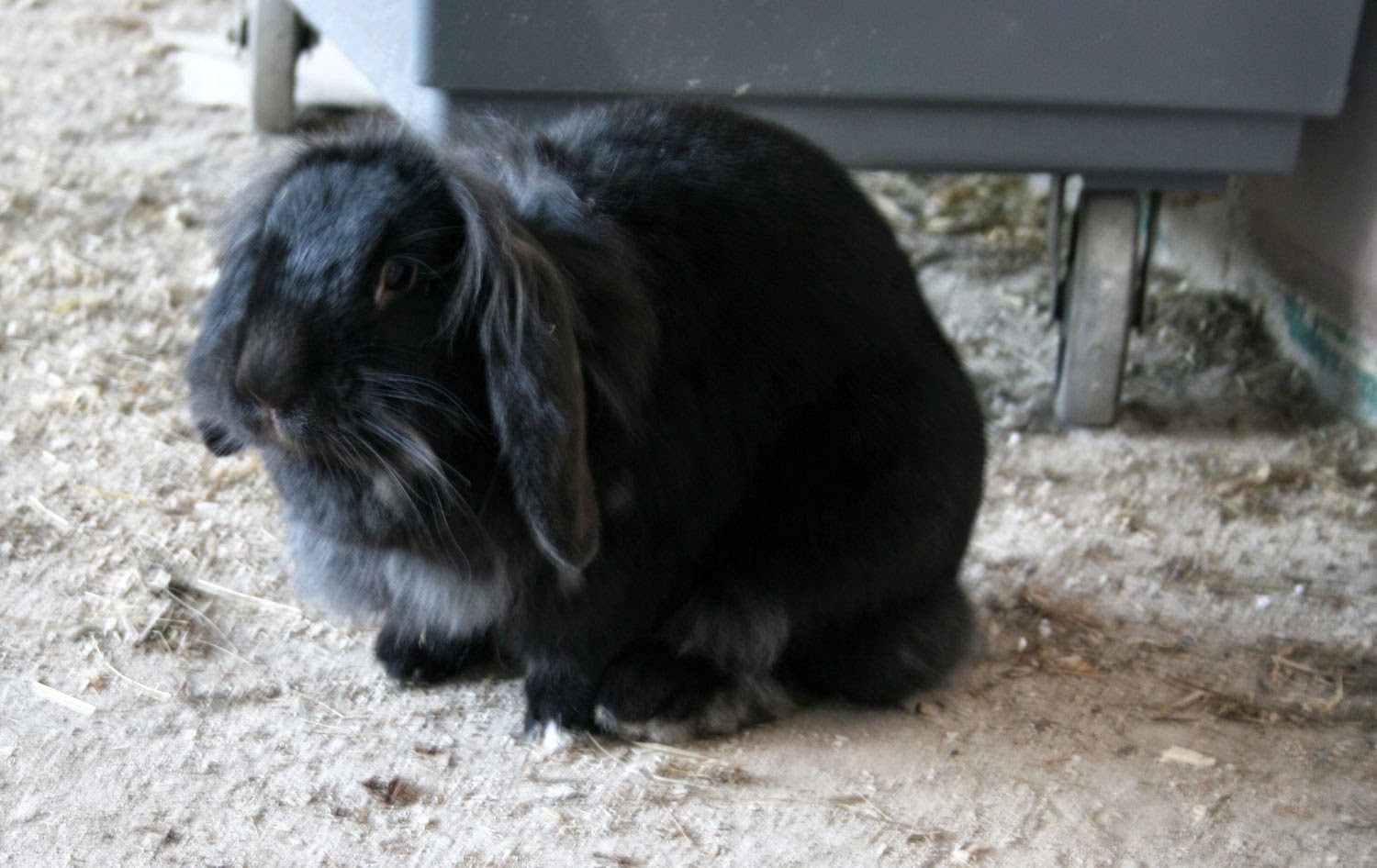 Sassy Bunny Sassy Bunny