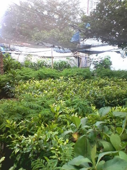 jual bibit tanaman quot samudra rejeki quot jual berbagai macam jual bibit tanaman quot samudra rejeki quot jual berbagai macam