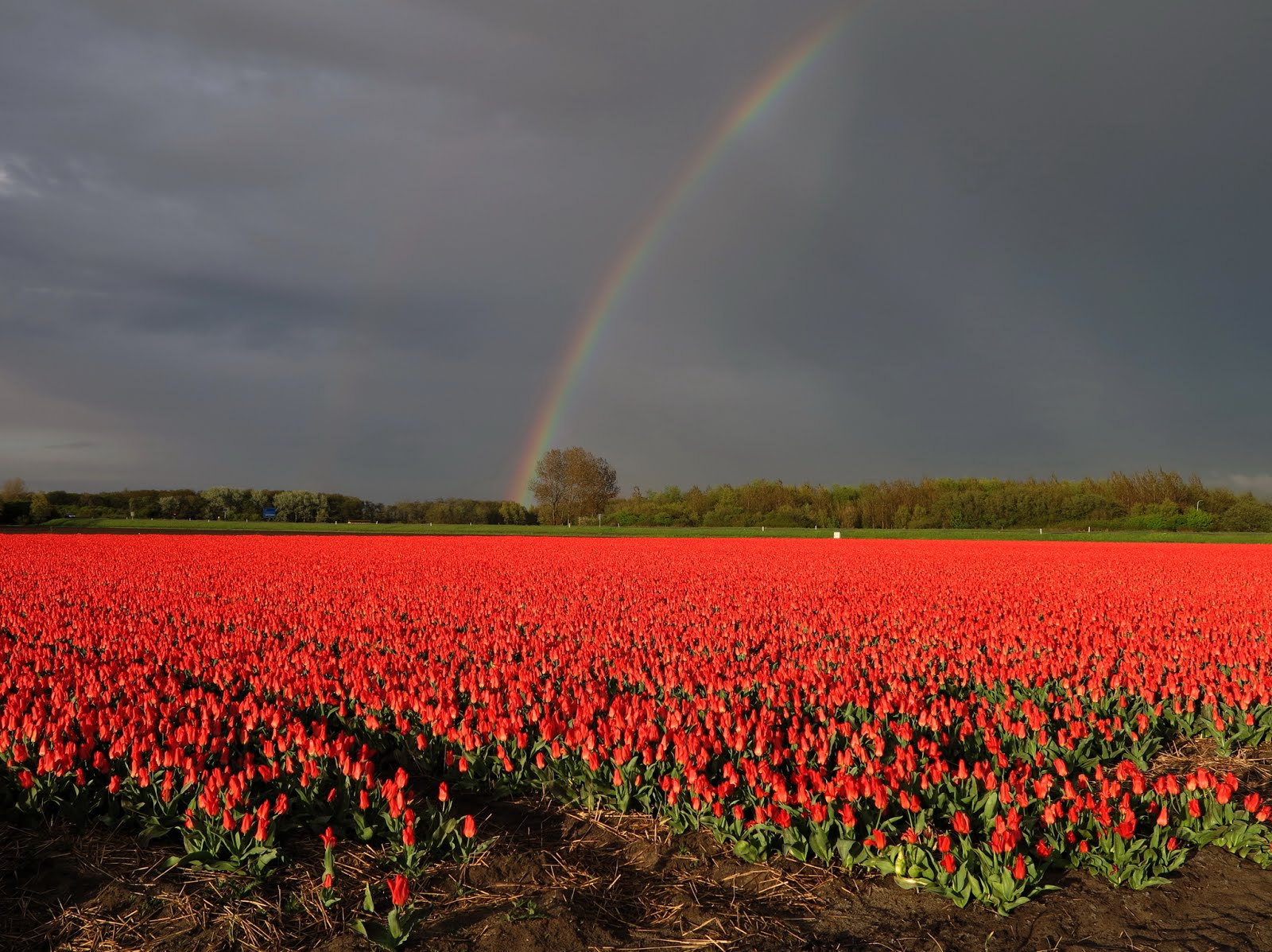 Rainbow over tulip fields