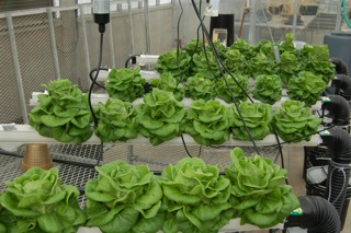 Hort Americas Corporate Blog Using Organic Fertilizers For