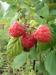 raspberry field trip