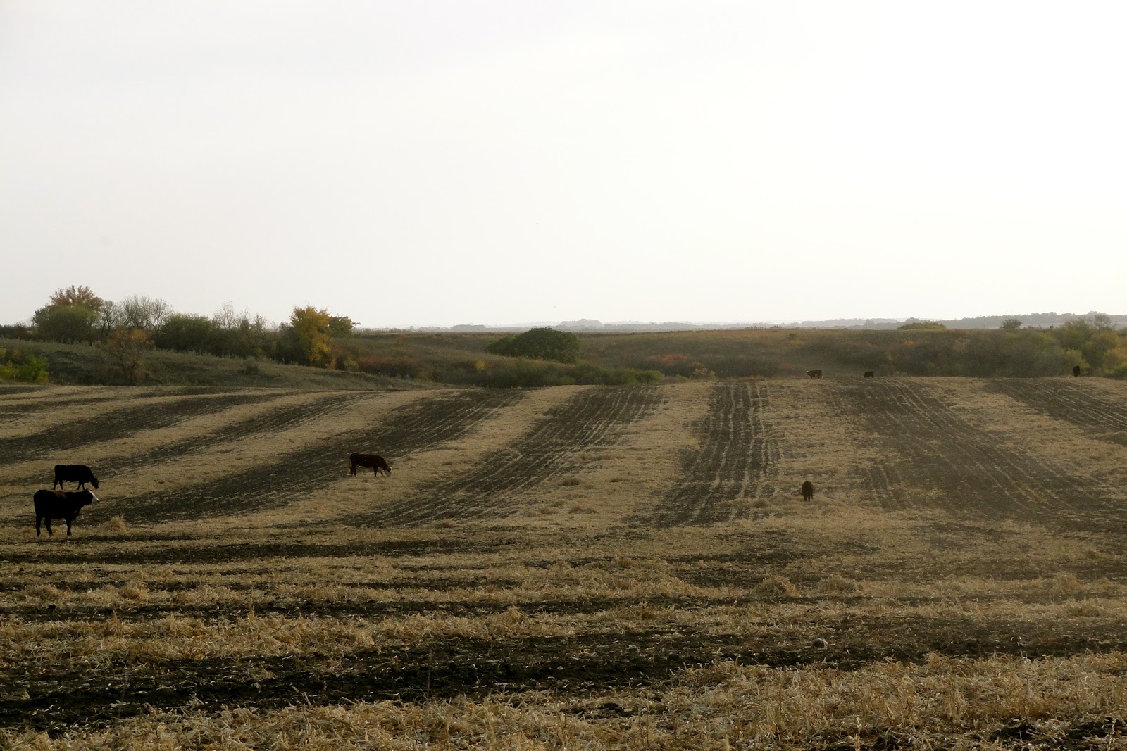 Griggs Dakota Cattle on Bean Stubble