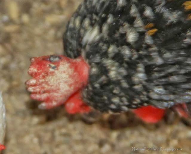 Natural Chicken Keeping How to Help a Chicken with Frostbite