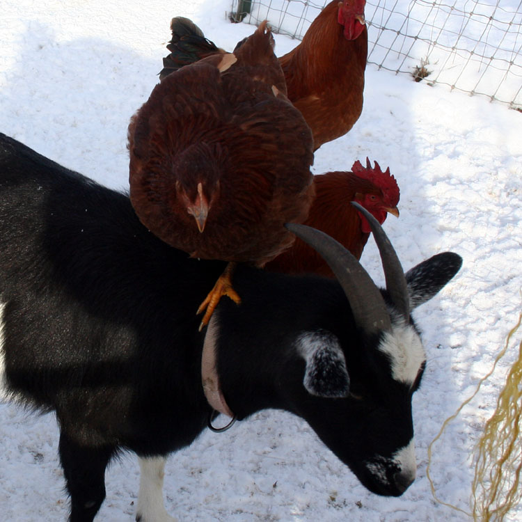 The Maaaaa of Pricilla Stupid Chickens Can't Take Direction