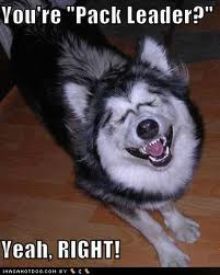 Funny Dog Pictures