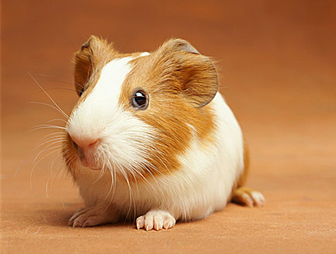 Guinea Pig Guinea Pig