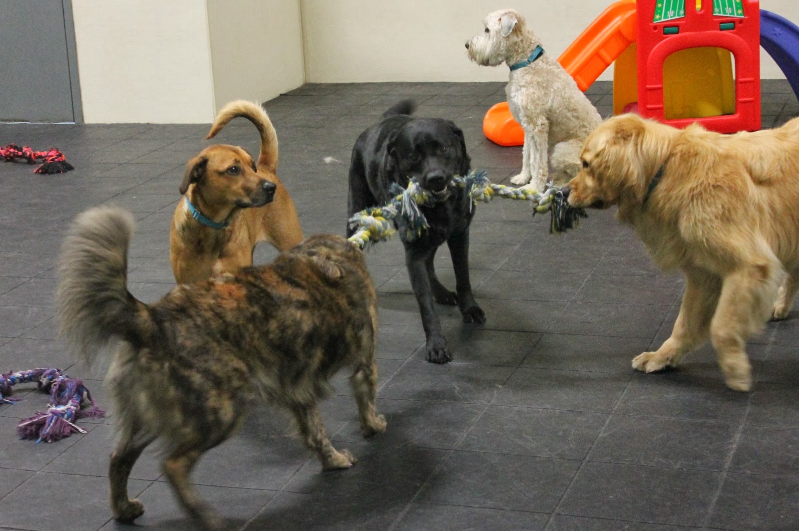 A Dog S Life Dog Daycare Lingo How To Describe Play
