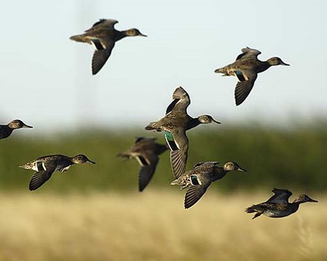 Wallpaper: Burung Tercepat