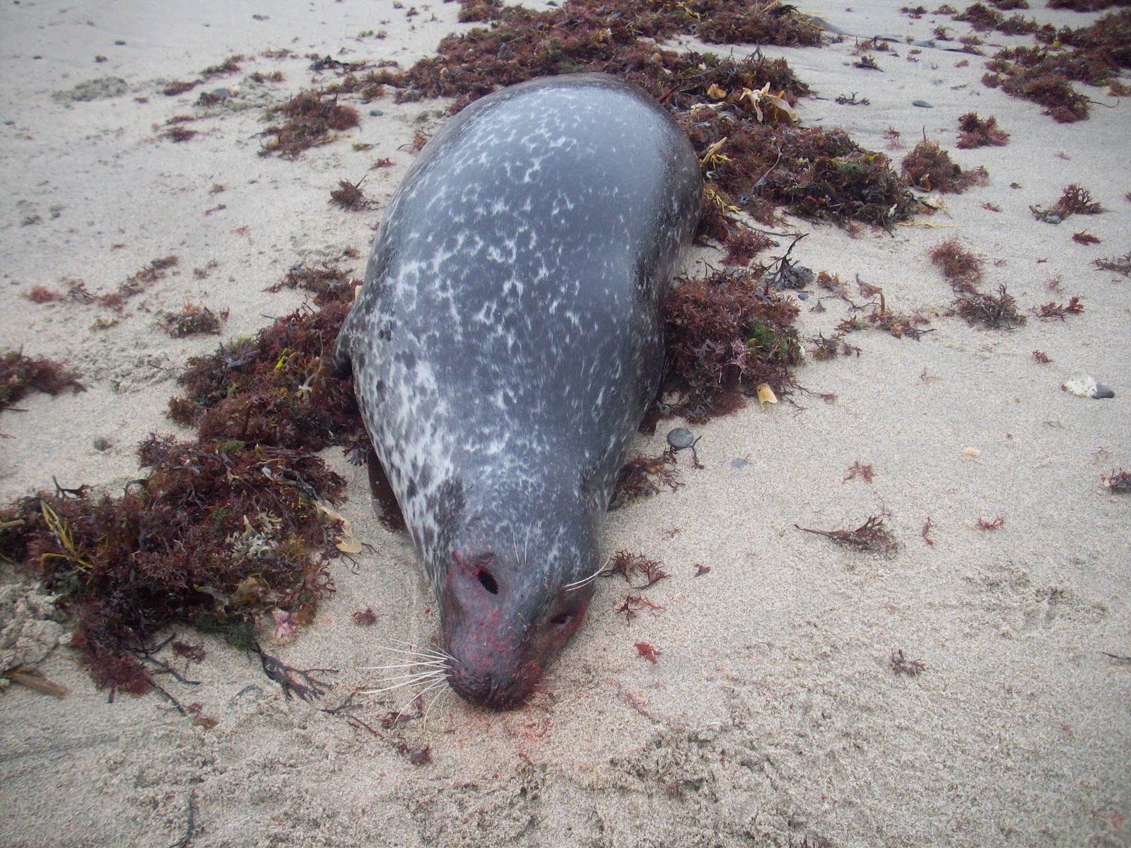 The Phantom Speaks Dead Seals Back Again