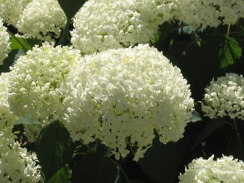 Hydrangea Varieties