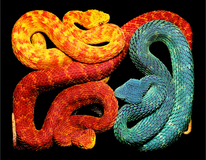 Atheris hispida-3D by bAdCompany666 on DeviantArt