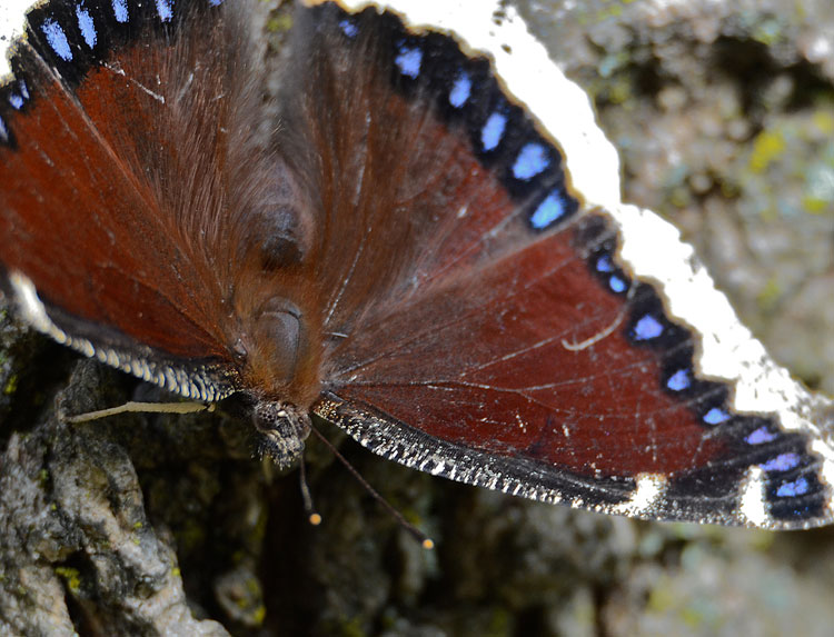Mourning Cloak (Nymphalis antiopa) butterfly sips from a sap flow on our ash tree.
