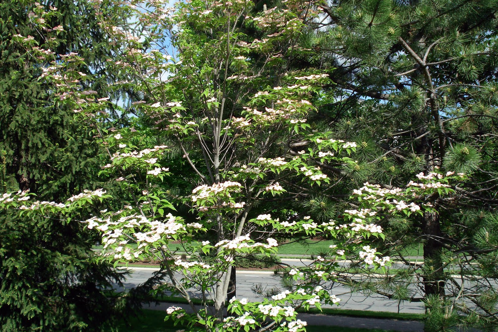 Kousa+dogwood+tree+leaves