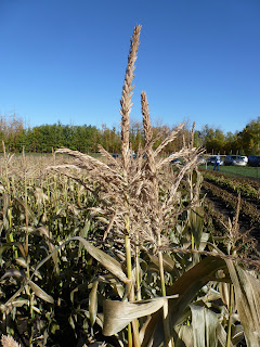 Corn tassles