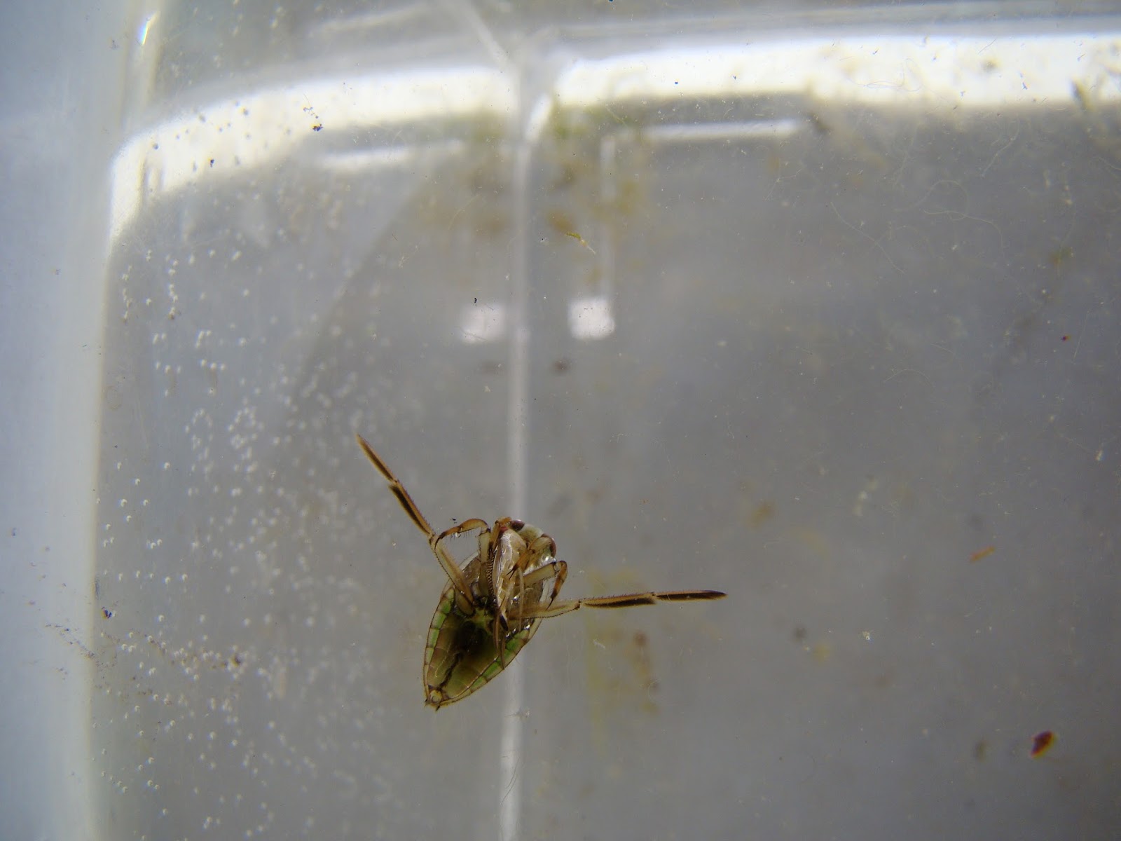 Isabella Conservation District Environmental Education Program Aquatic