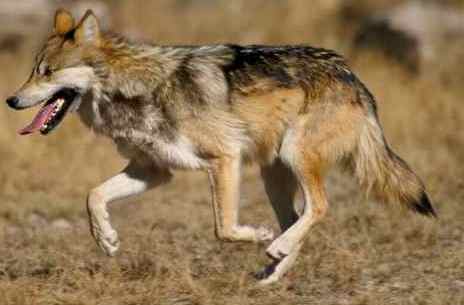 Mexican Wolf Take Action Network