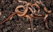 jenis cacing tanah dan tempat hidupnya jenis cacing tanah, cacing tanah, cacing lumbricus, cacing lumbricus rubellus, budidaya cacing, ternak cacing, klasifikasi cacing tanah