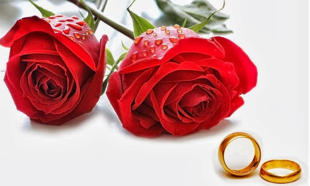 propose day rose images propose day rose images