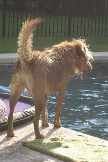A wet dog after a dip in the pool.