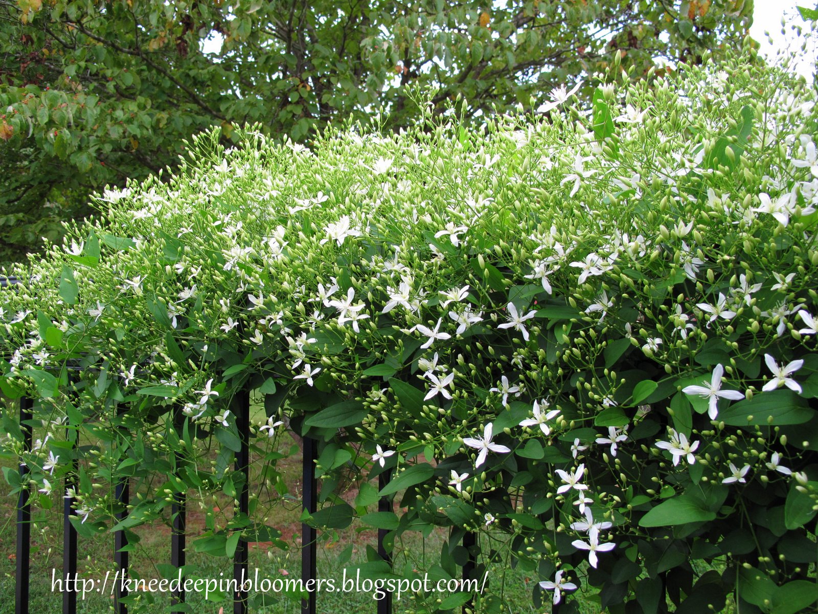 clematis on fence