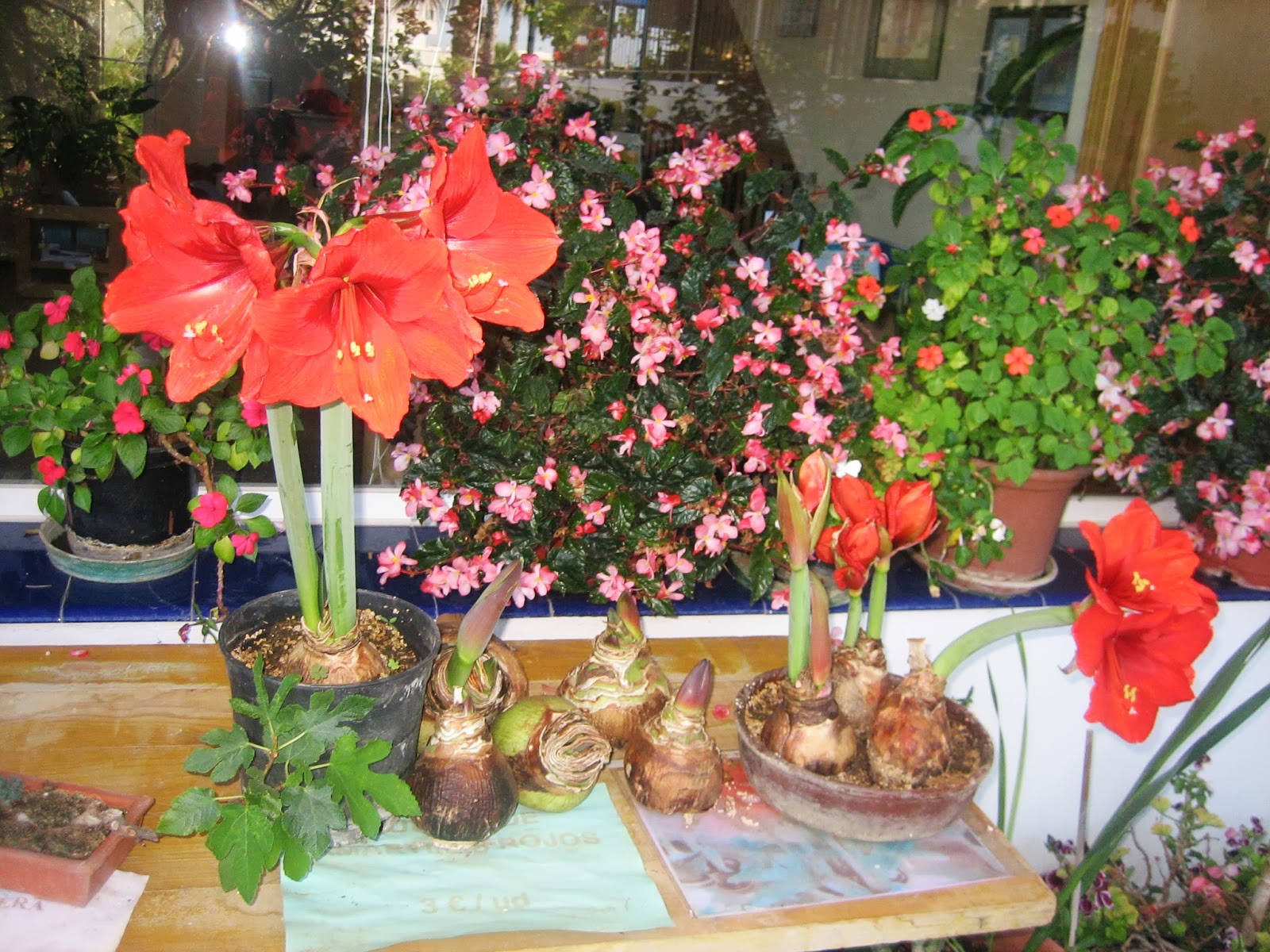 Challenging Arts & Crafts The Odyssey of an Amazing Spanish Amaryllis